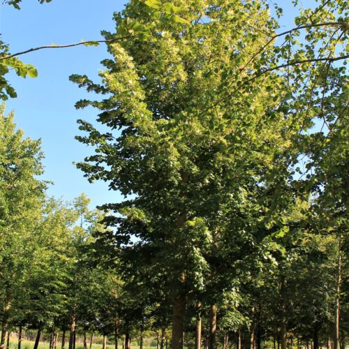 TEST | Zomerlinde | Hoogstam