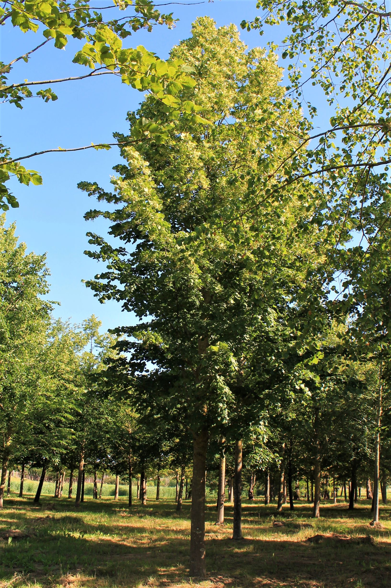 TEST | Zomerlinde | Hoogstam