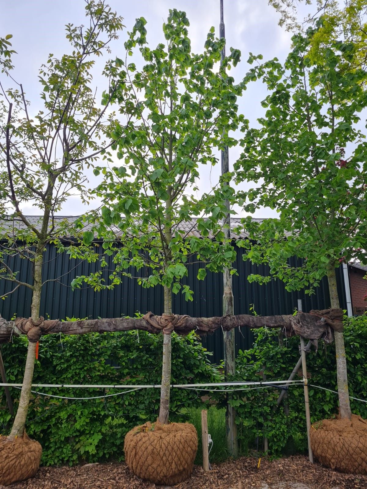 Zomerlinde | Hoogstam