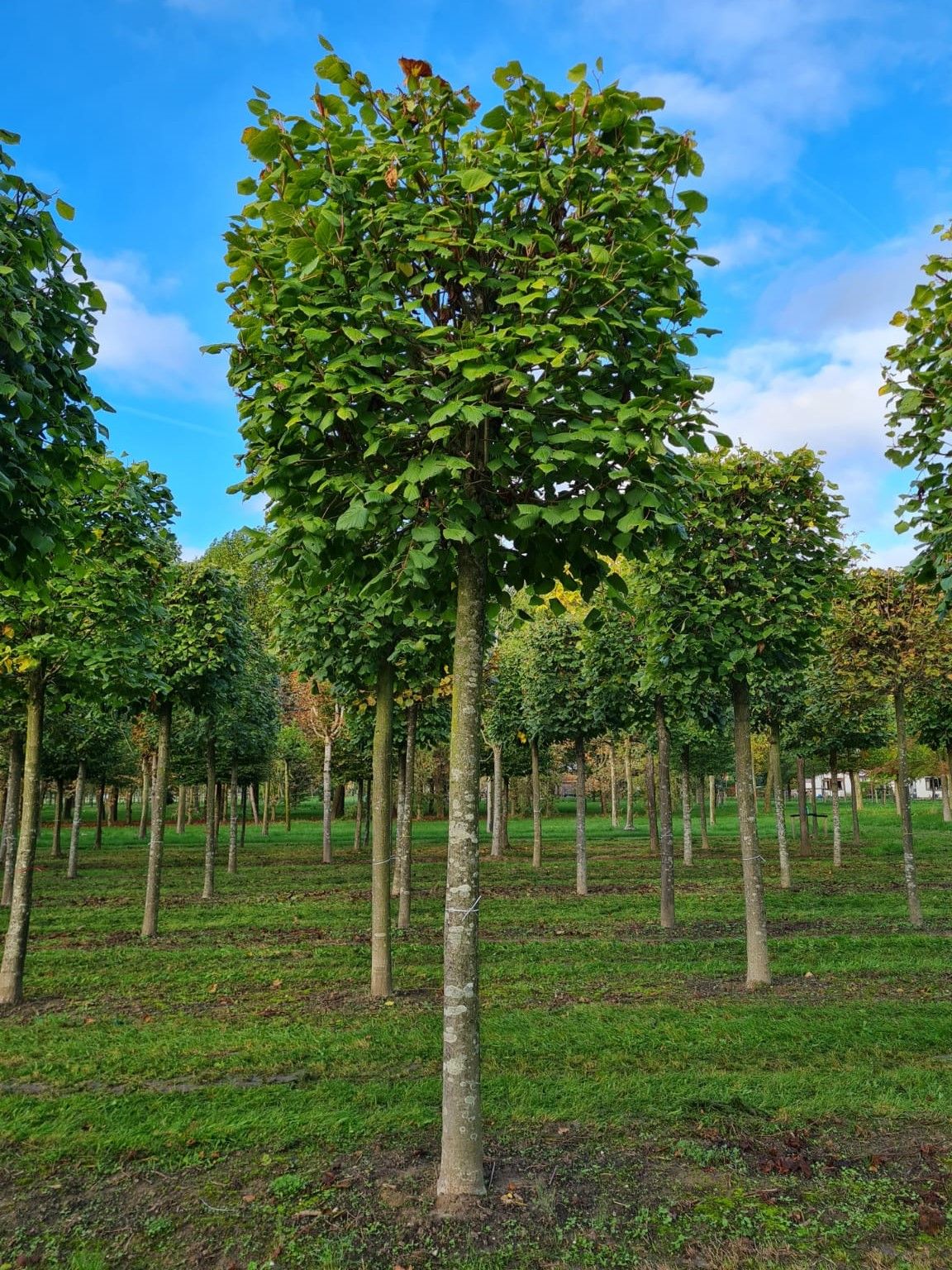 Jonge Zomerlinde | Blokvorm