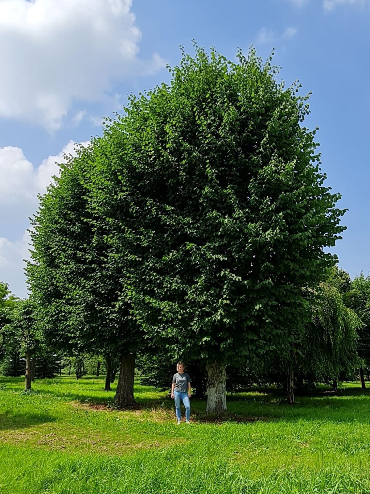 Volgroeide Lindeboom | Leivorm