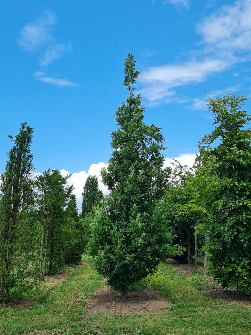 Jonge Zuileik | Laagstam