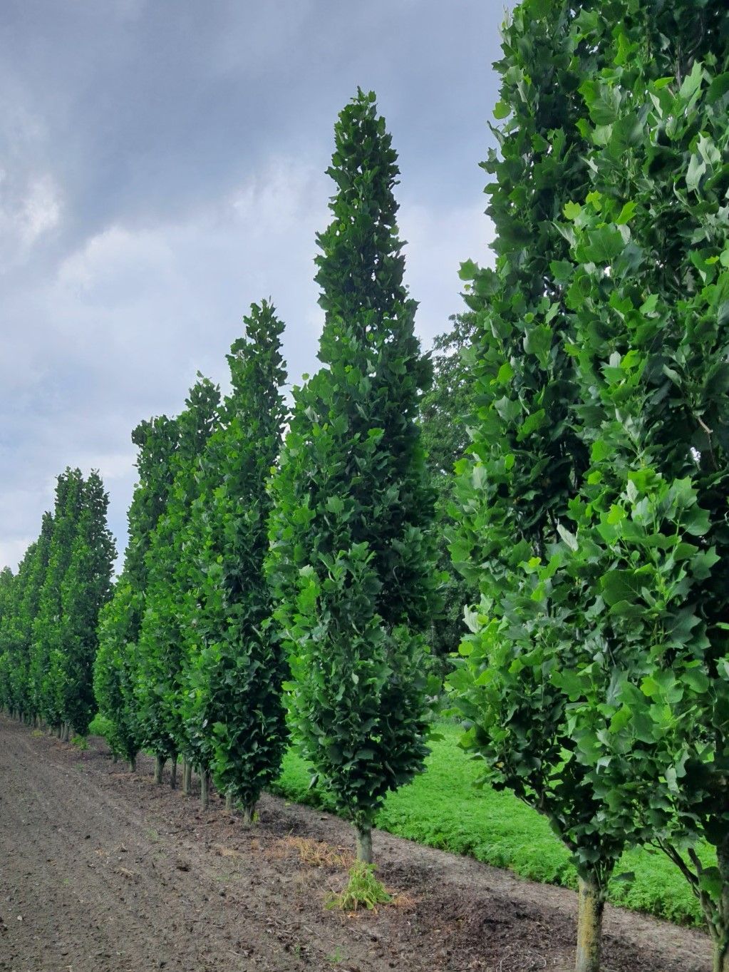 Volwassen Amerikaanse tulpenboom | Zuilvorm