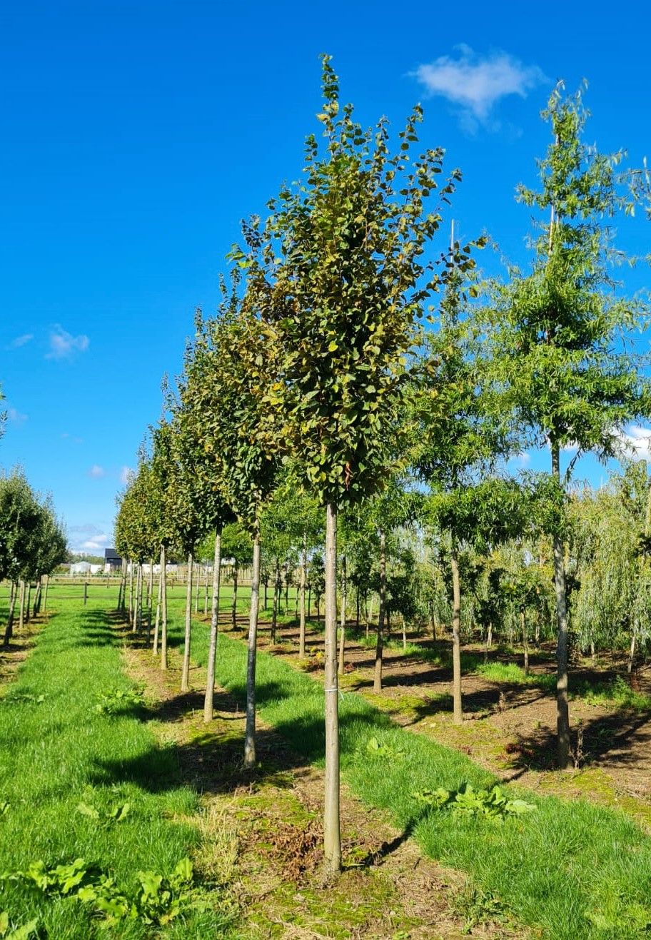 zuilvormige-haagbeuk Jonge Zuilhaagbeuk 'Frans Fontaine' | Hoogstam