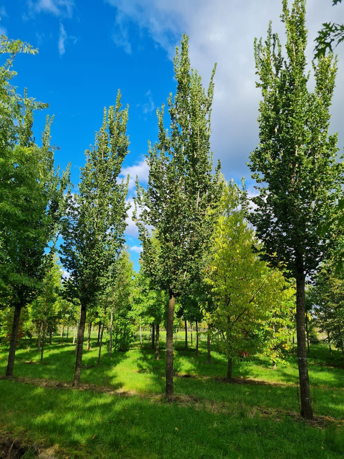 Volwassen Zuilvormige Iep | Hoogstam