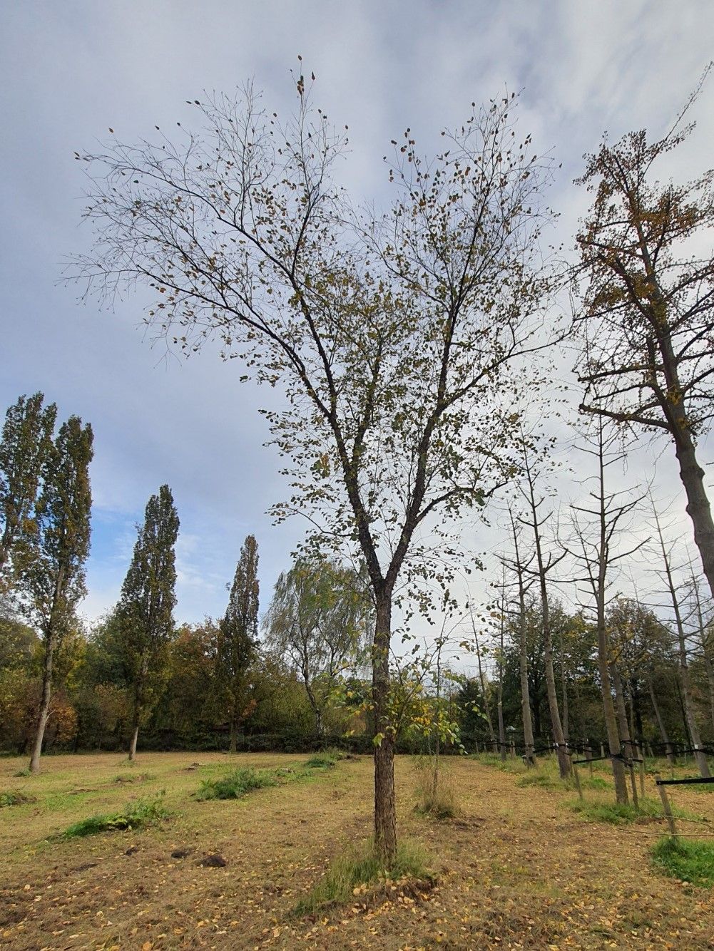 Volwassen Zwarte berk | Hoogstam