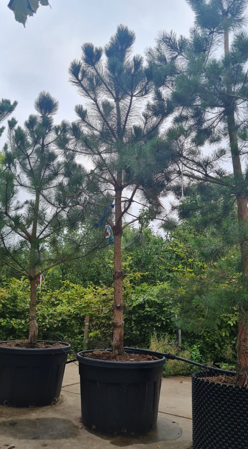 Zwarte den | Halfstam