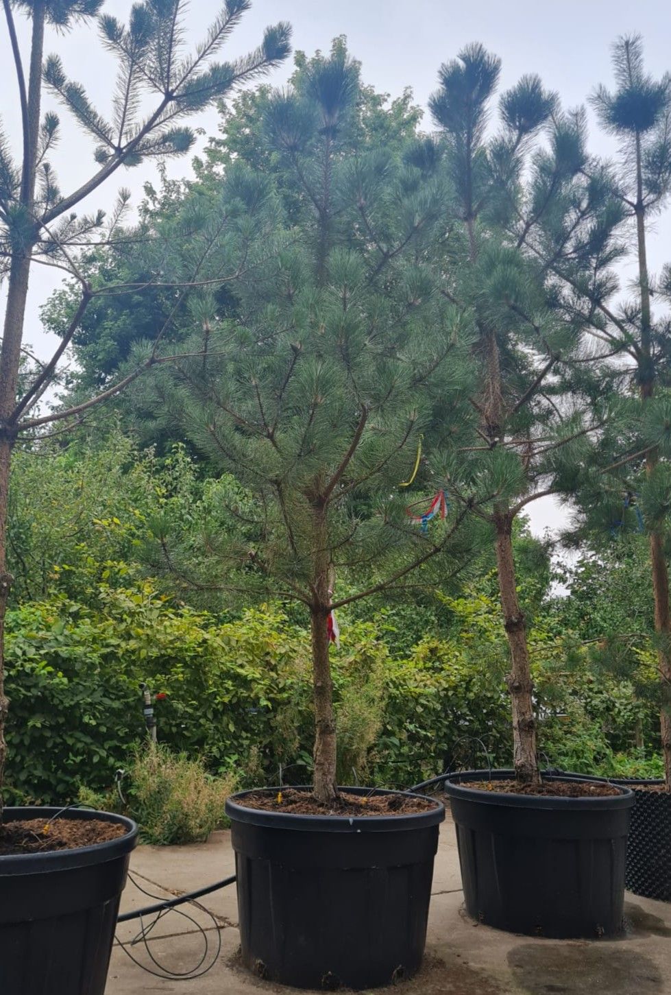 Zwarte den | Halfstam