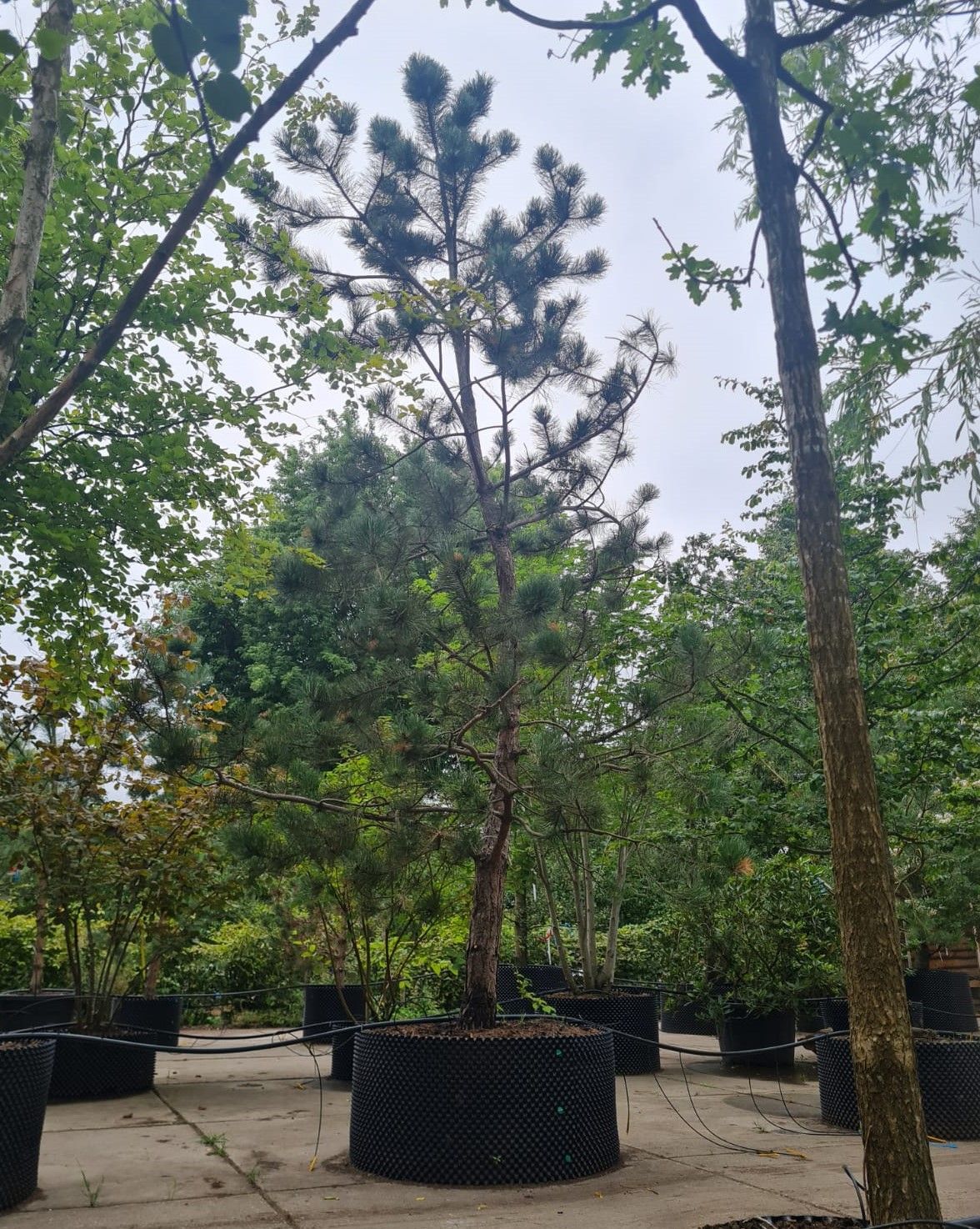 Zwarte den | Halfstam