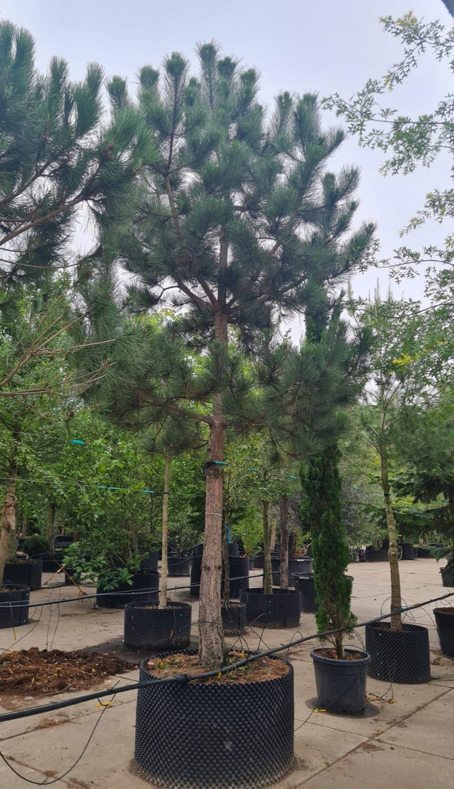 Zwarte den | Hoogstam