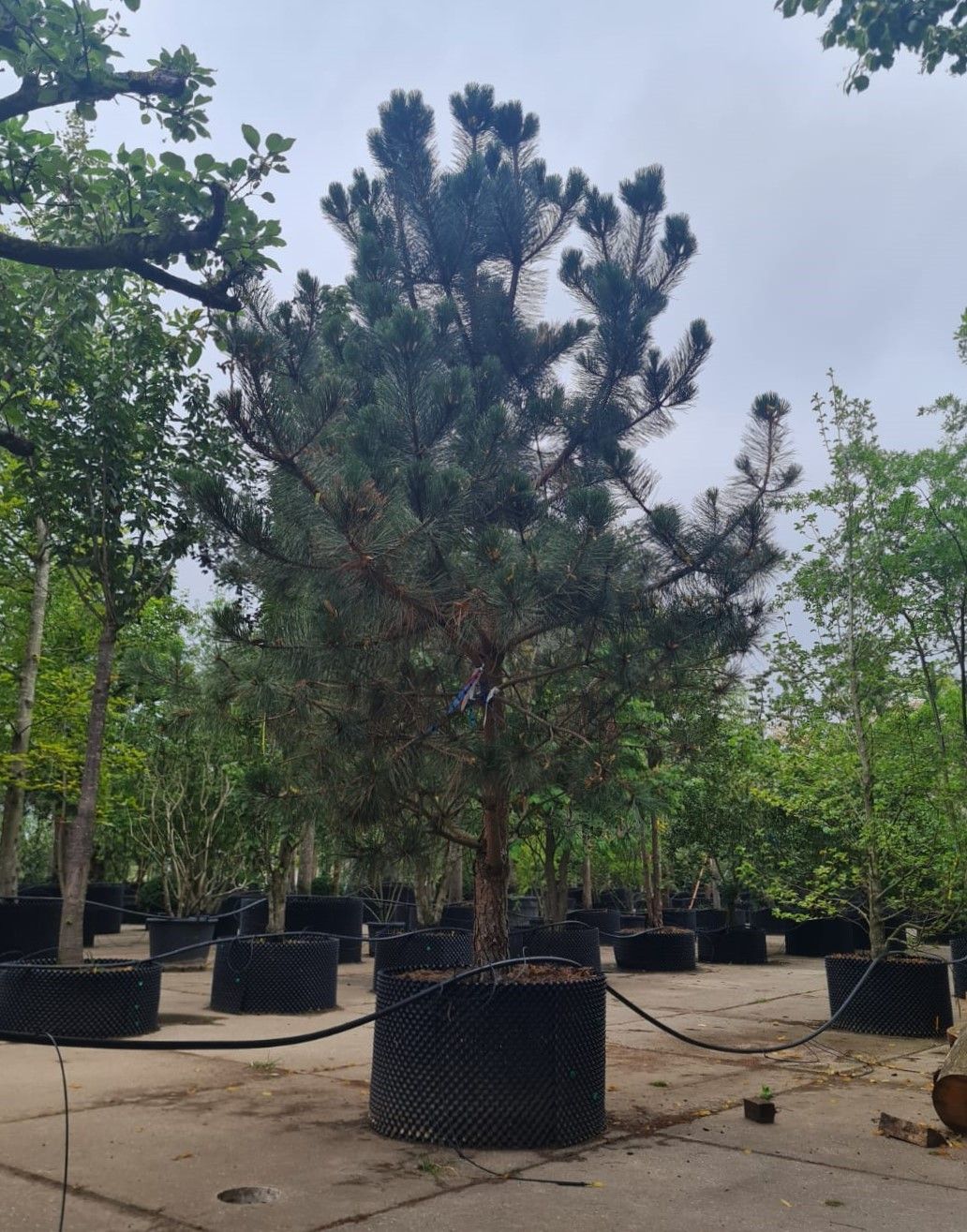 Zwarte den | Laagstam