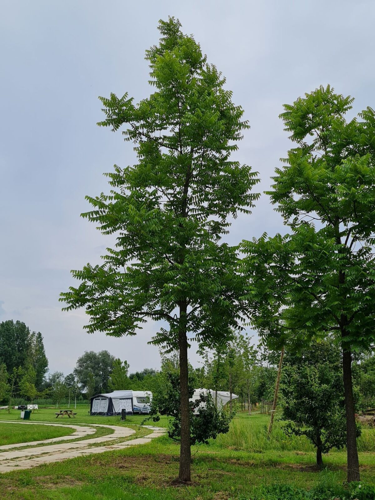 Volwassen Zwarte walnotenboom | Hoogstam