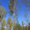 Volwassen Zweedse berk | Hoogstam
