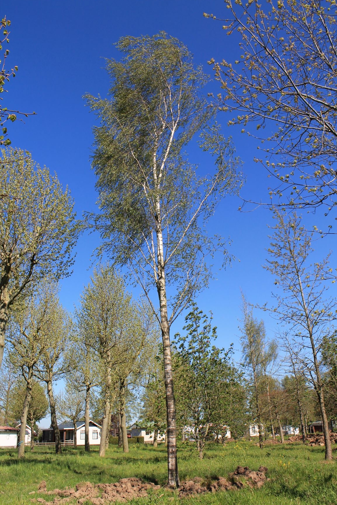 Volwassen Zweedse berk | Hoogstam