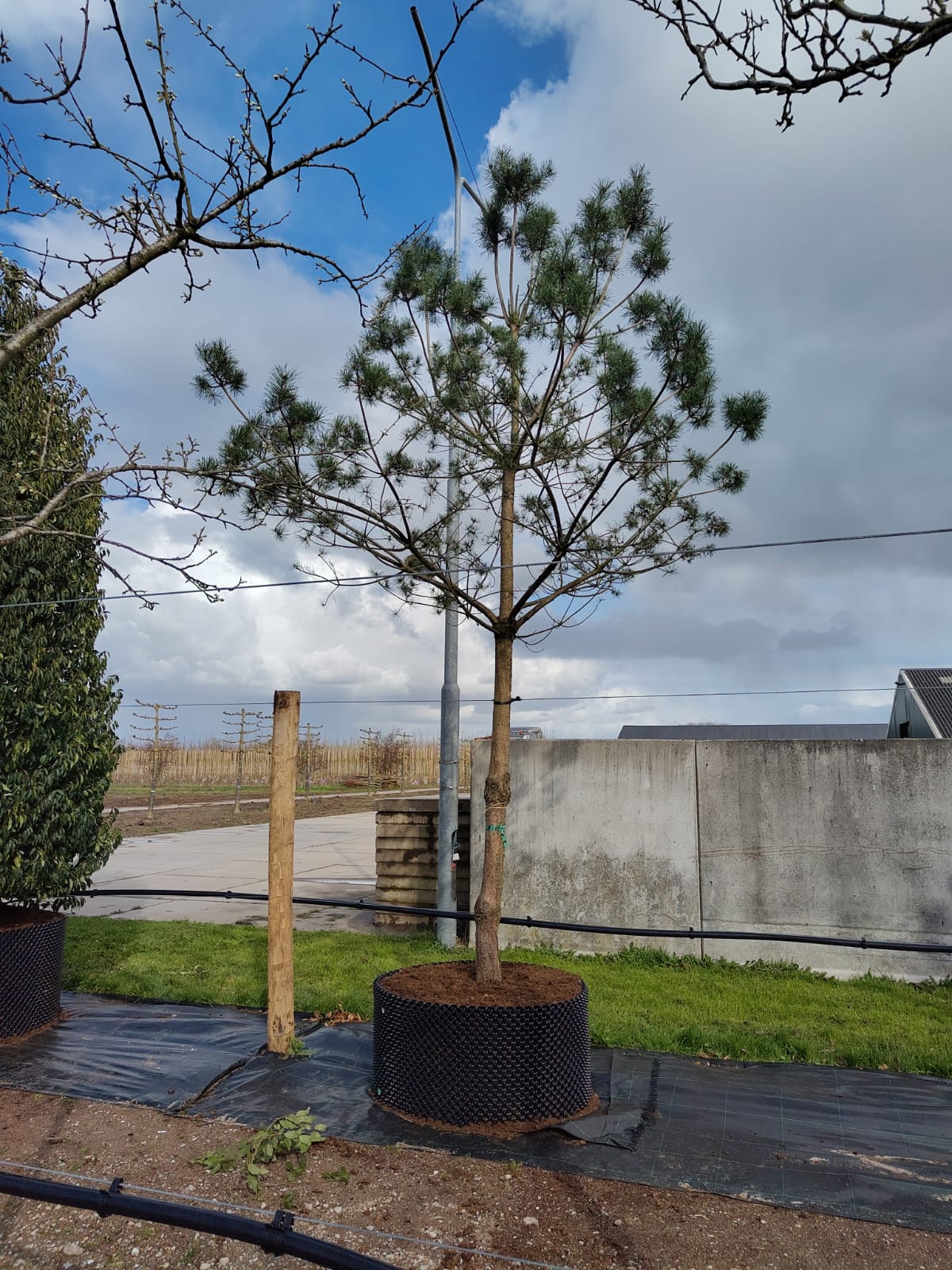 Grove den | Hoogstam