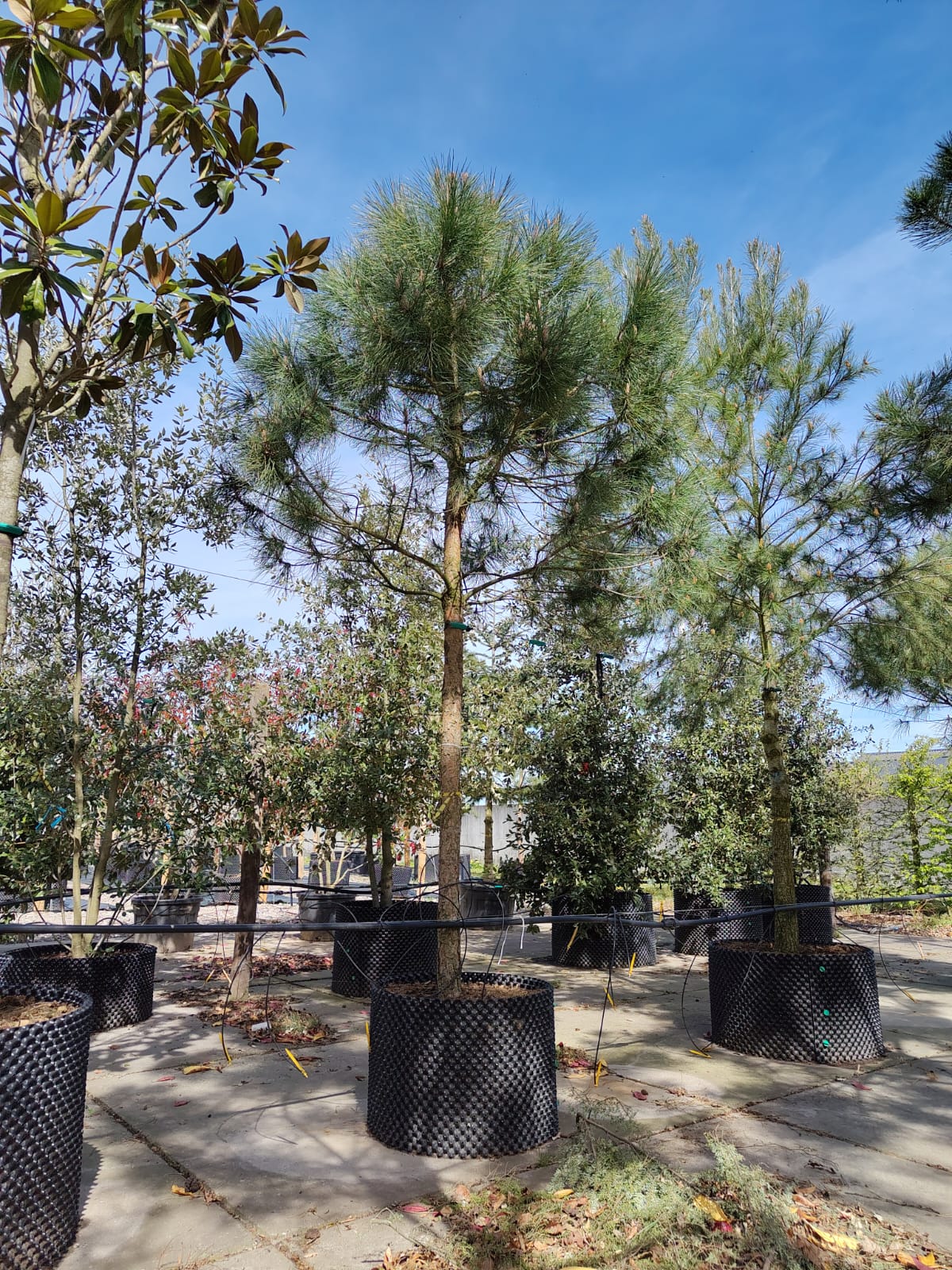 Parasolden | Halfstam