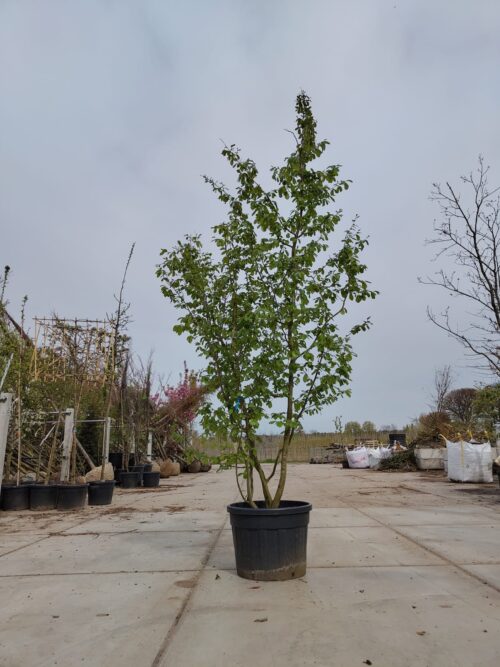 Perzische ijzerhoutboom | Meerstammig