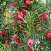 Taxus | Hoogstam