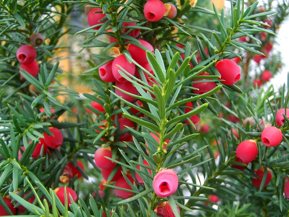 Taxus | Hoogstam