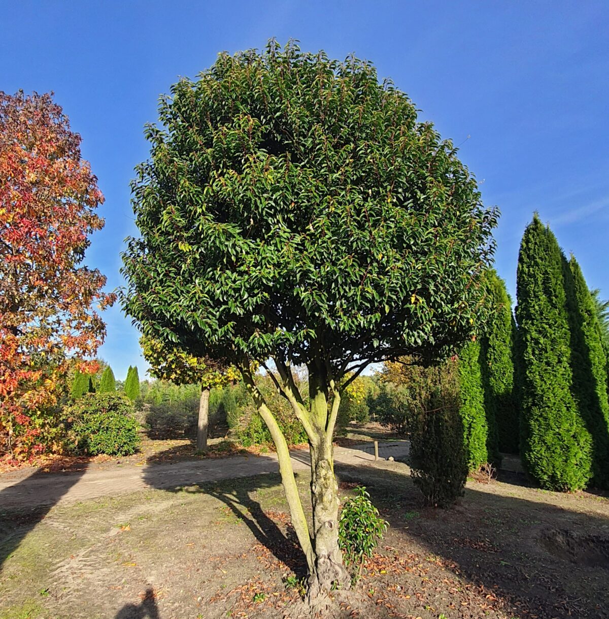 Portugese laurierkers | Meerstammig
