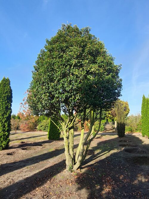 Portugese laurierkers | Meerstammig