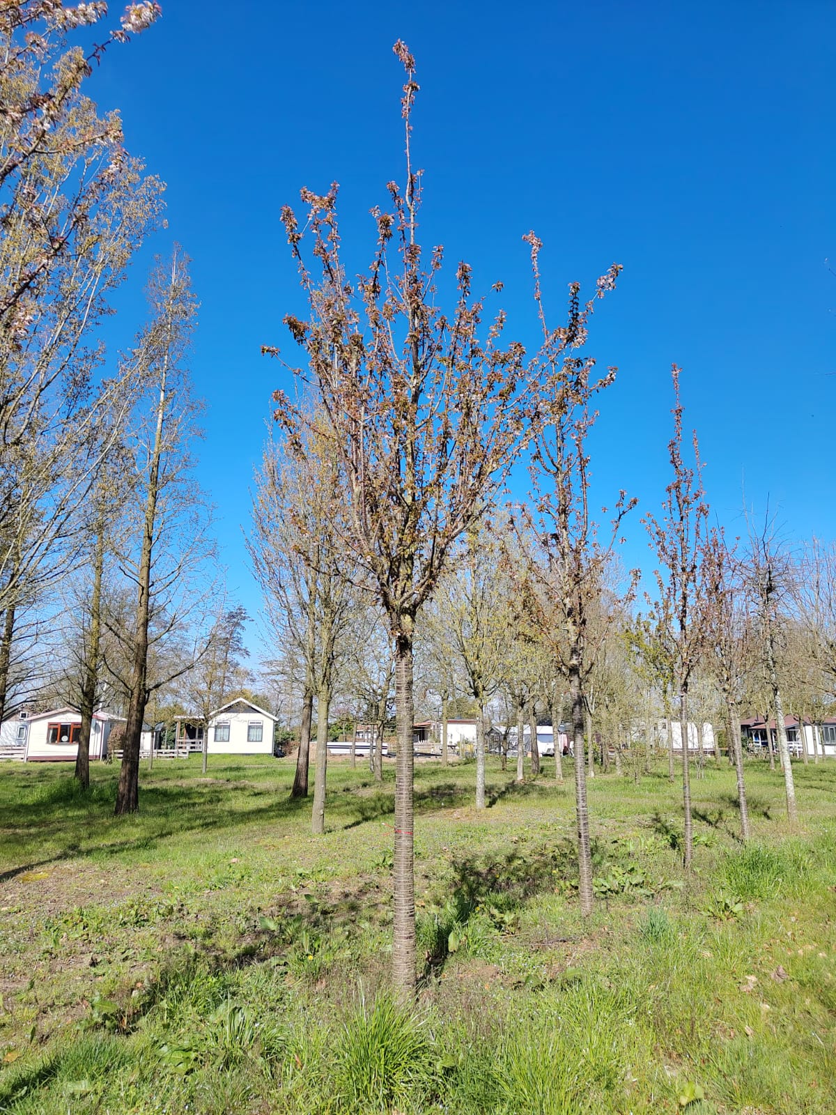 Sierkers 'Schmitti' | Hoogstam