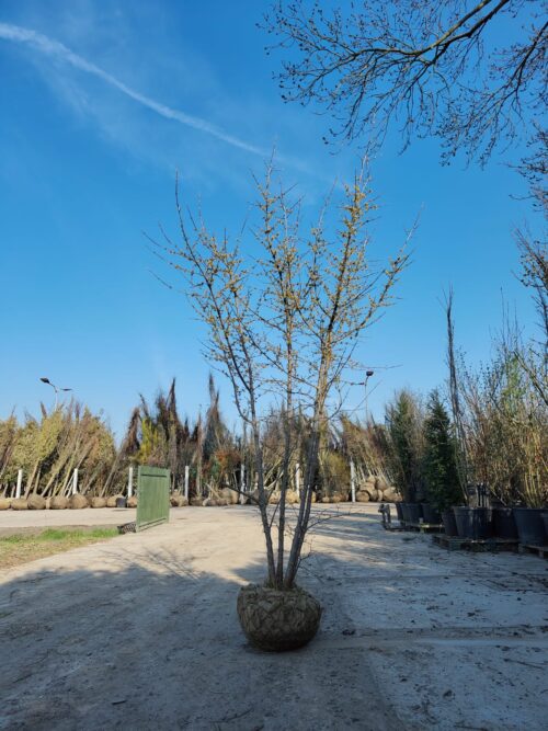 Gele kornoelje | Meerstammig