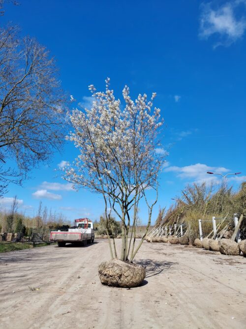 Amerikaans Krentenboompje | Meerstammig