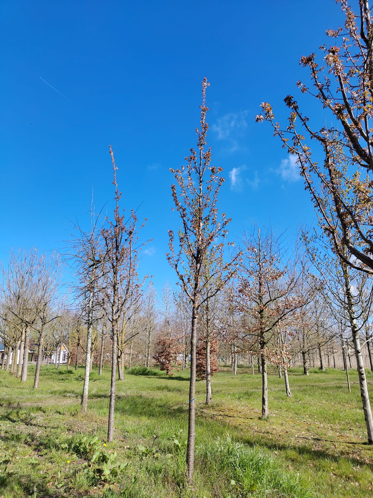 Sierkers 'Schmitti' | Hoogstam