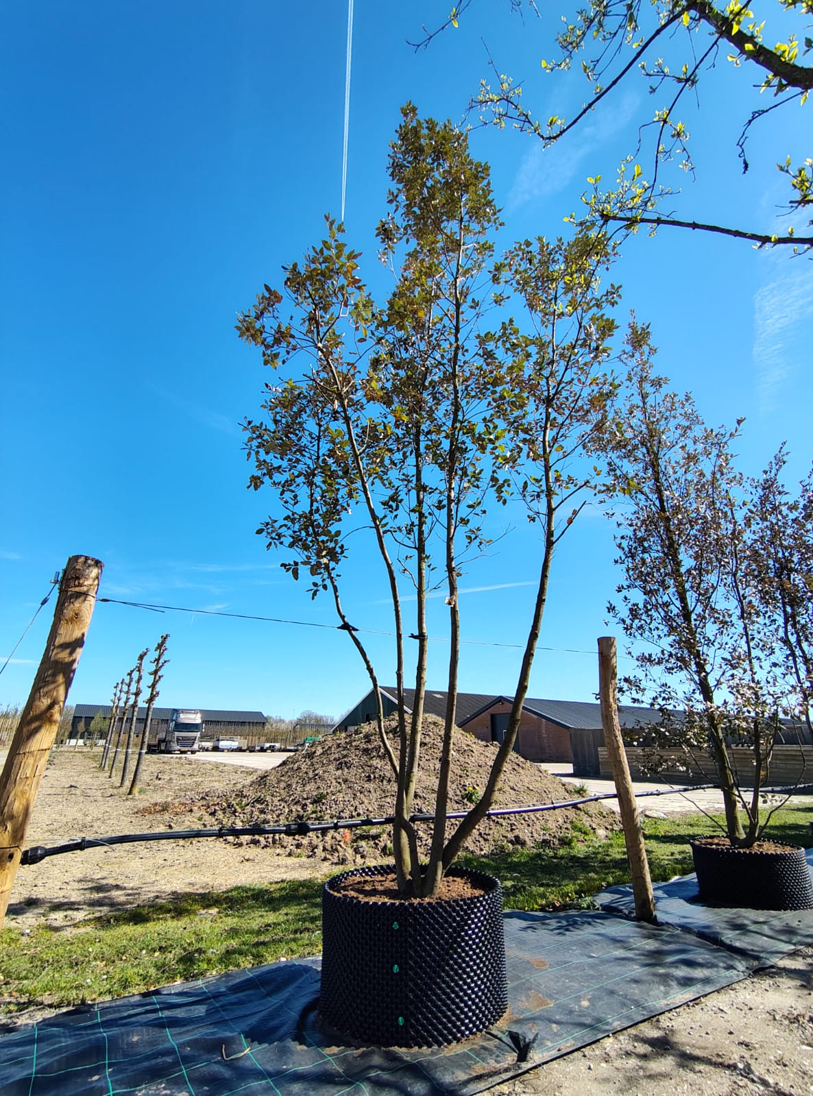 Steeneik | Meerstammig