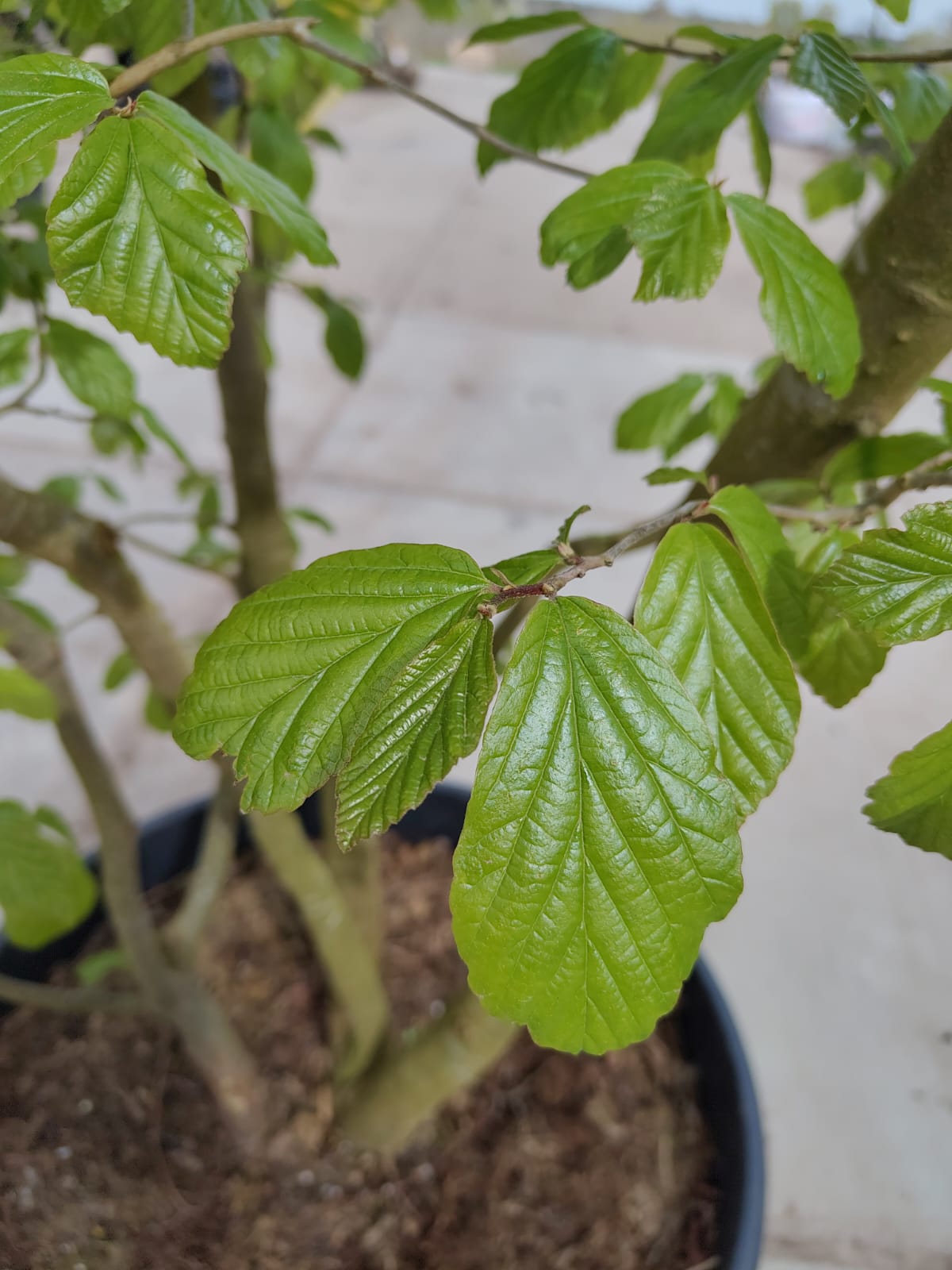 Perzische ijzerhoutboom | Meerstammig