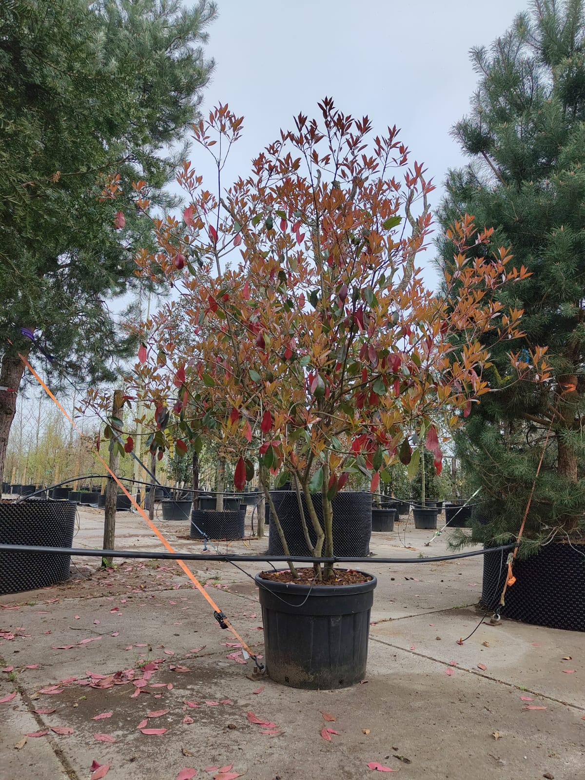 Glansmispel | Meerstammig