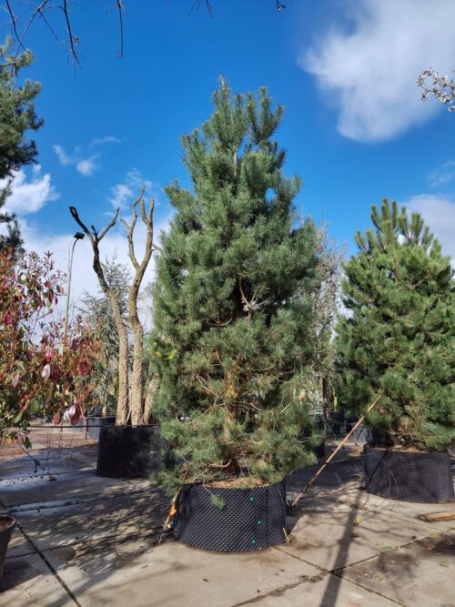 Grove den | Laagstam