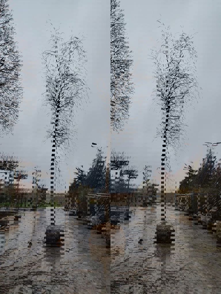 Gele treurwilg | Hoogstam