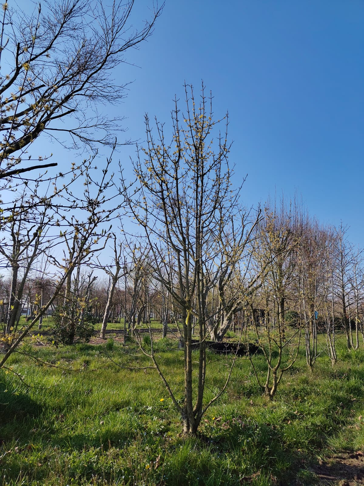 Gele kornoelje | Meerstammig