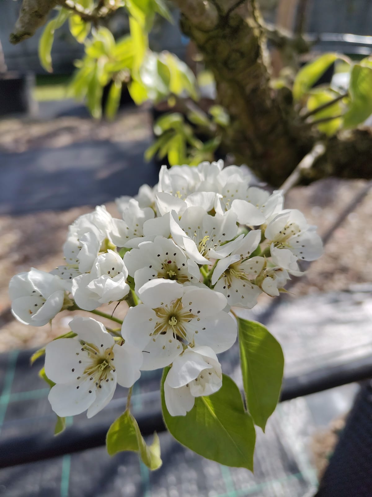 Perenboom 'Conference' | Laagstam