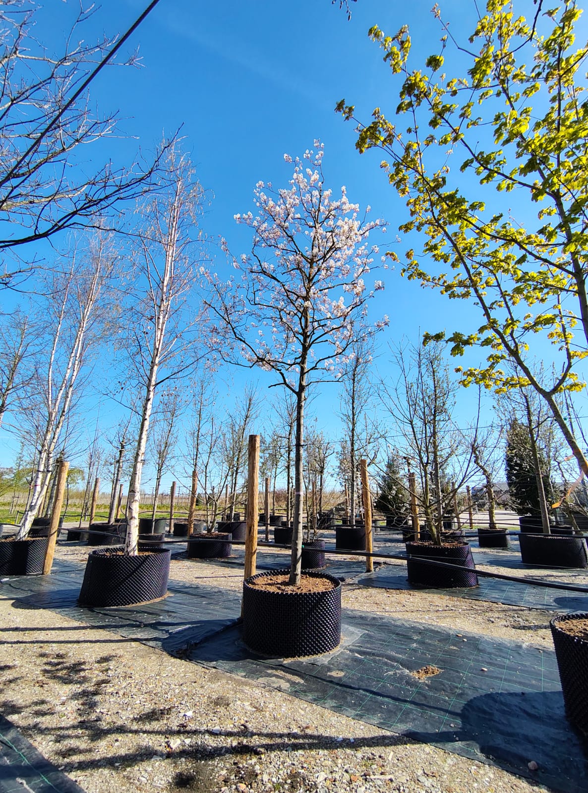 Amerikaans Krentenboompje | Hoogstam