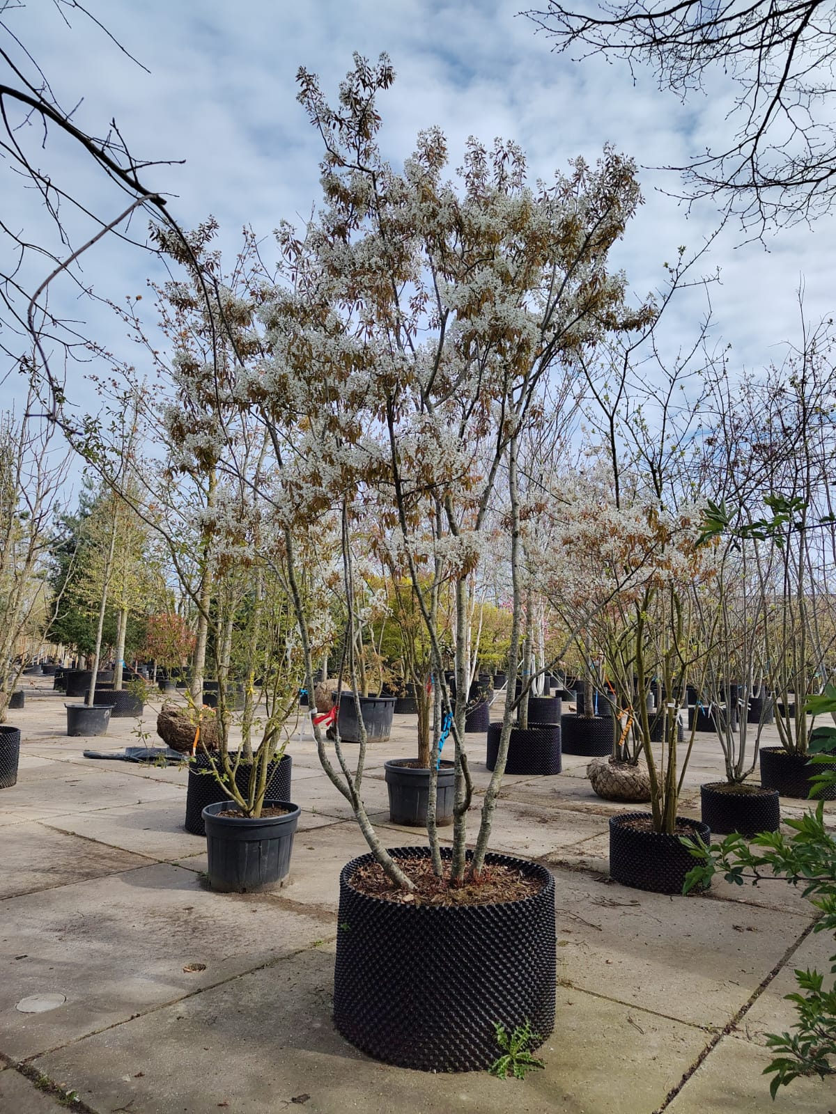 Amerikaans Krentenboompje | Meerstammig