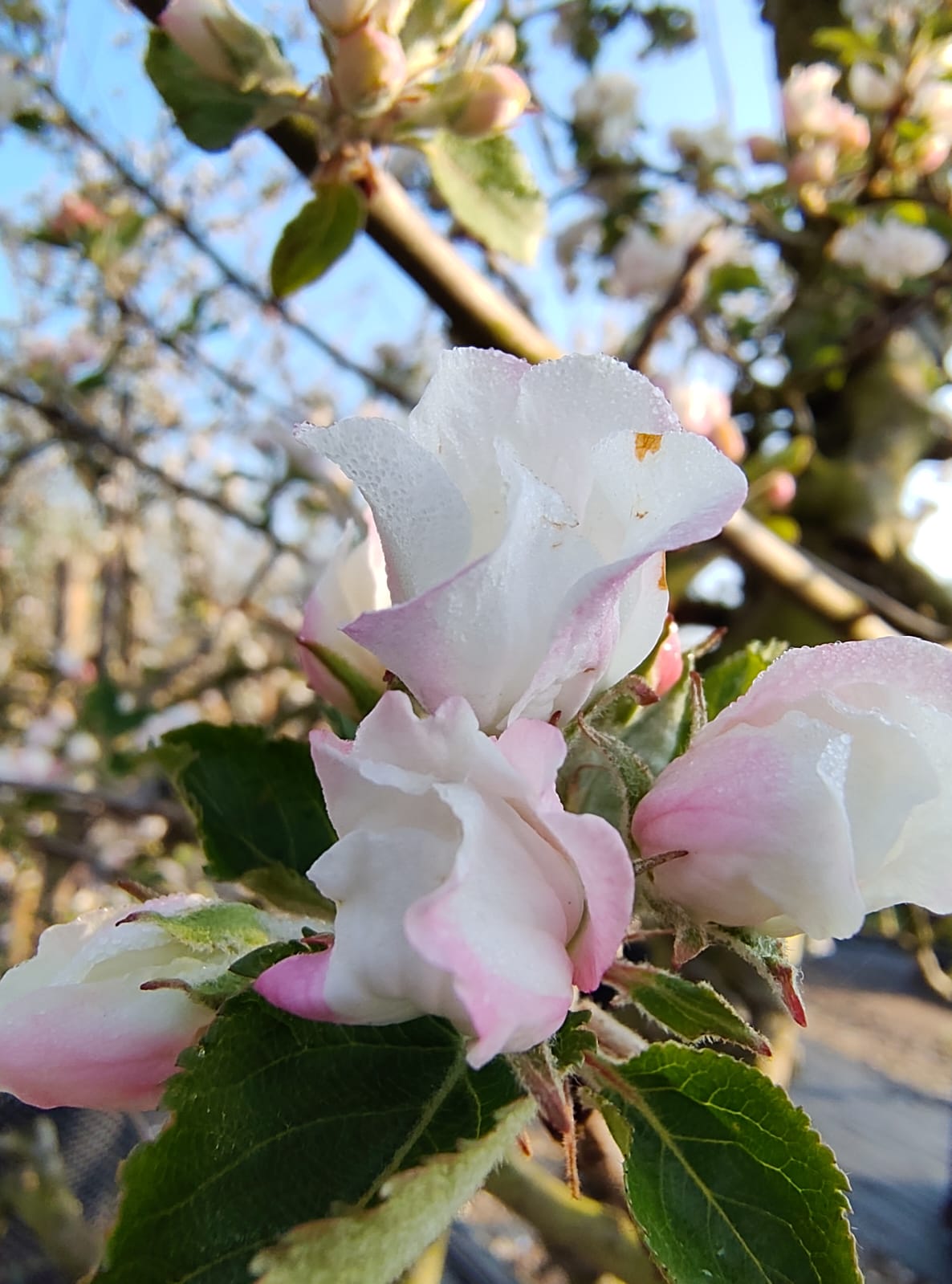 Appelboom 'Goudreinet' | Laagstam