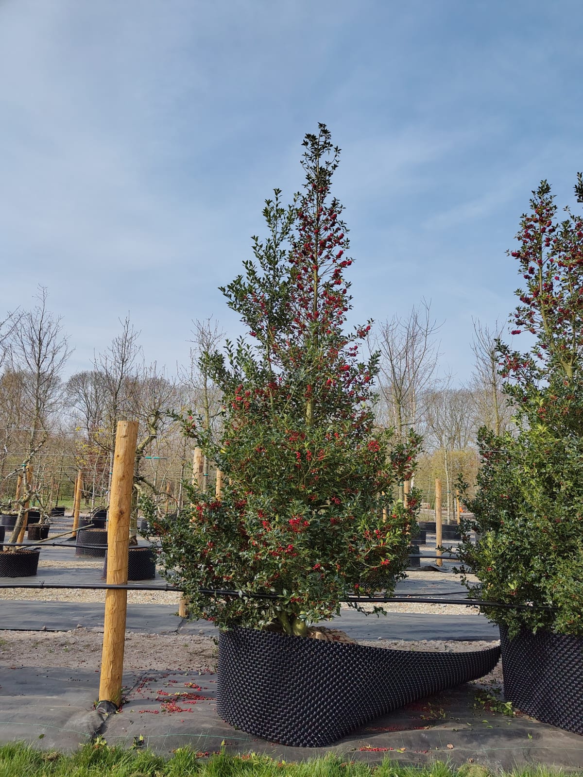 Gewone hulst | Struik