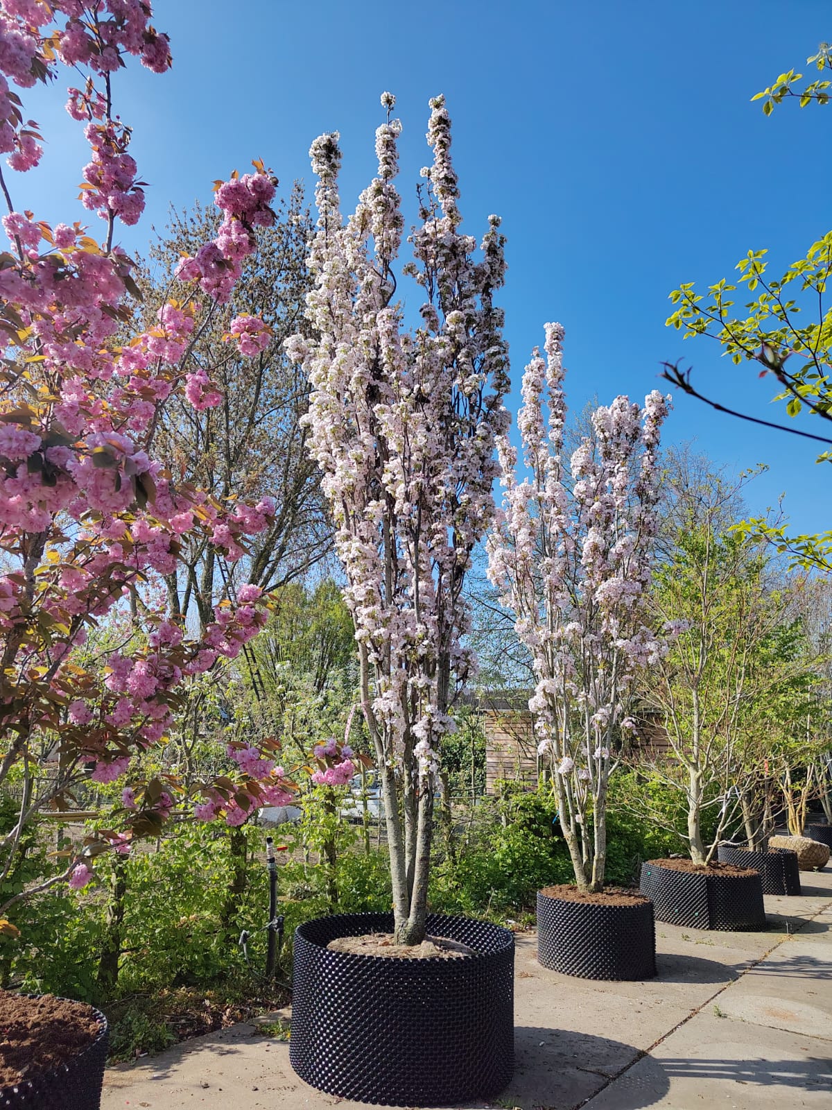 Zuilvormige Sierkers 'Amanogawa' | Meerstammig