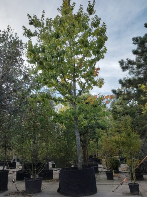 87d2002d-ddda-4dbb-a34b-d5168aa496f5 (002) Amerikaanse eik | Hoogstam