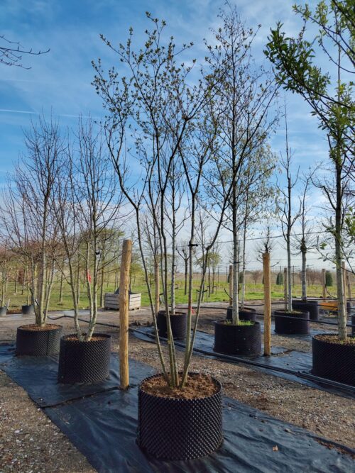 Rode kornoelje | Meerstammig