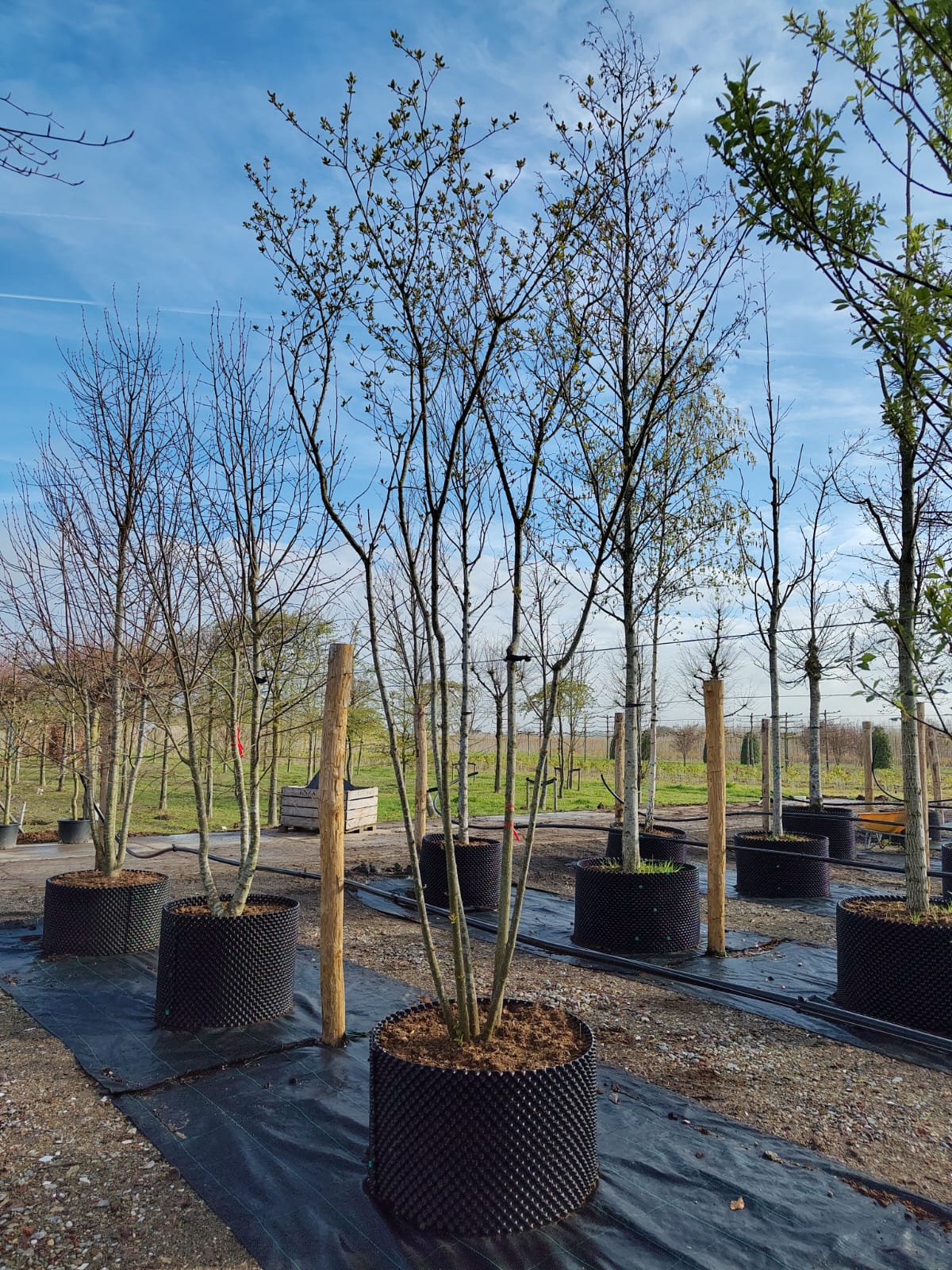 Rode kornoelje | Meerstammig