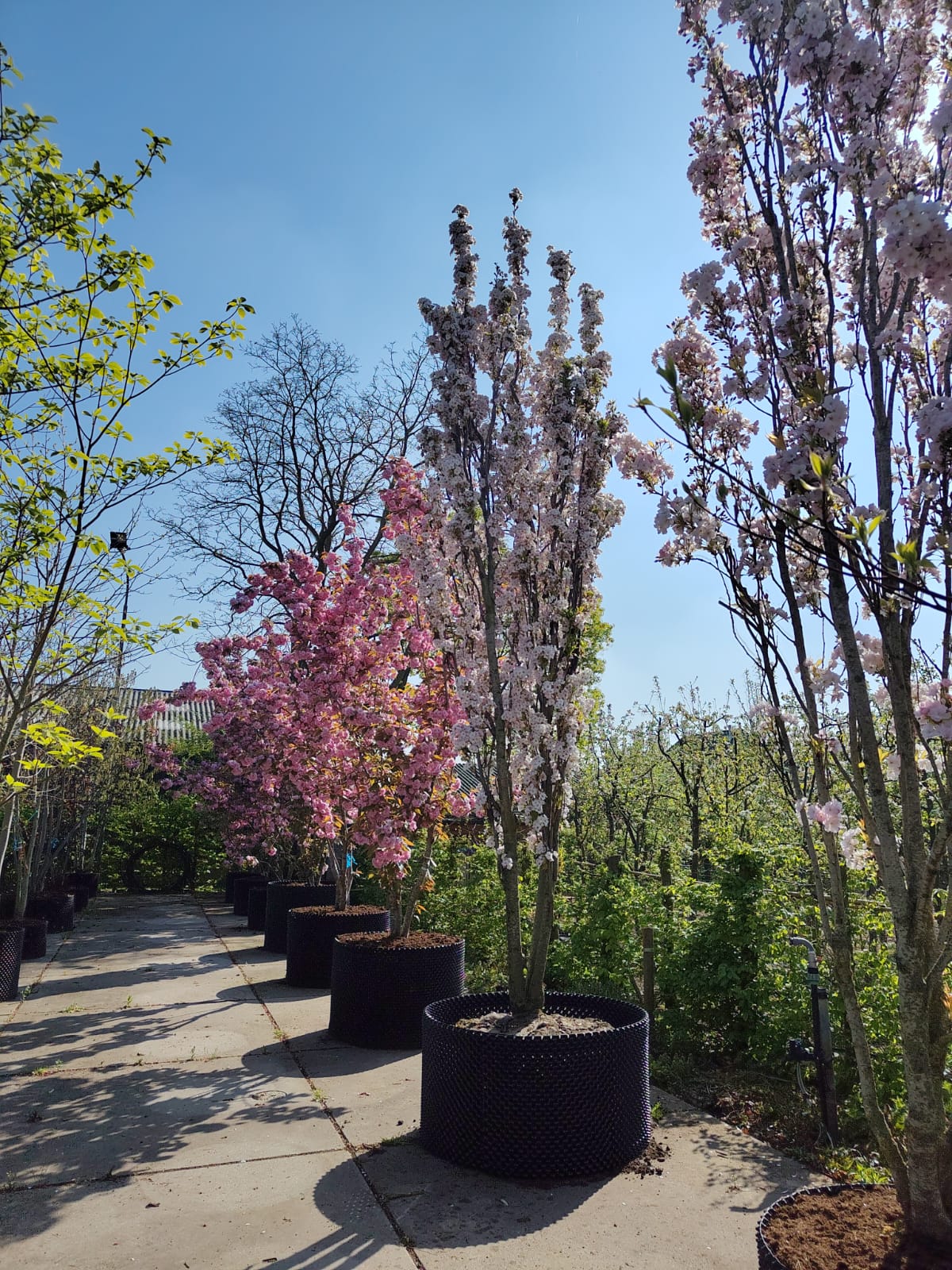 Zuilvormige Sierkers 'Amanogawa' | Meerstammig