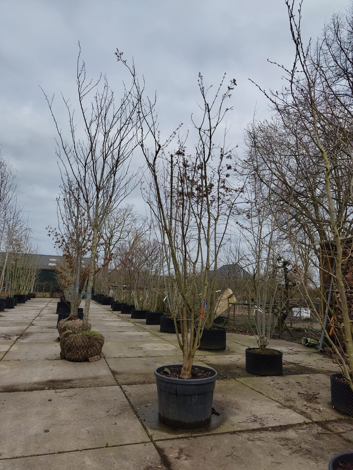 Driebloemige Esdoorn | Meerstammig