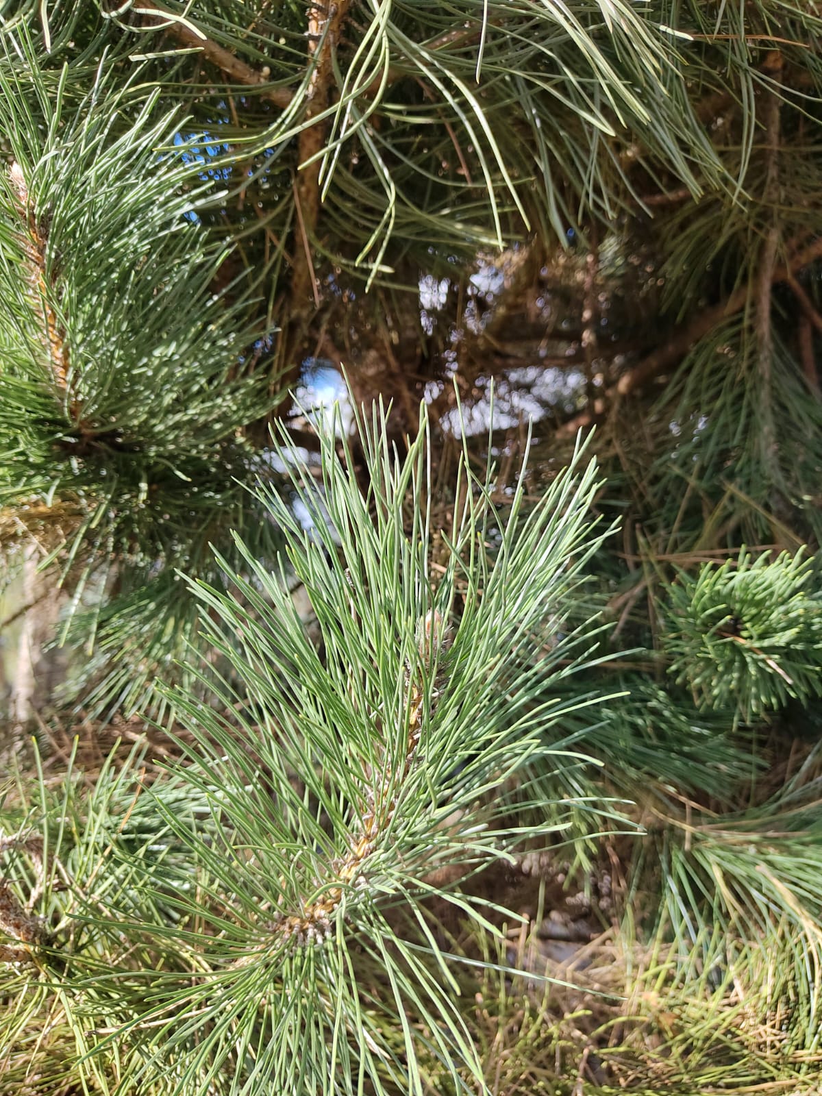 Grove den | Karakterboom