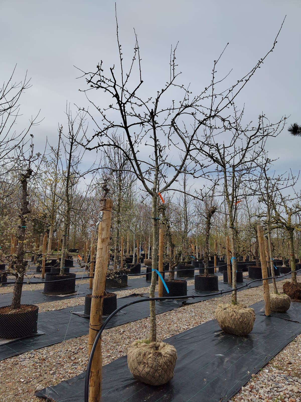 Appelboom 'James Grieve' | Halfstam