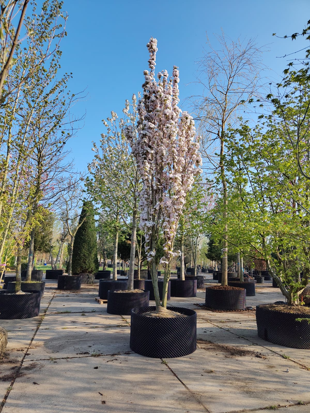 Zuilvormige Sierkers 'Amanogawa' | Meerstammig