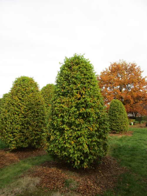 Haagbeuk | Bijenkorfvorm